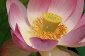 Blume-Makro-Tiere-D31_6947.jpg   26.04